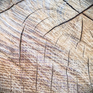 görüntü doğa serisi