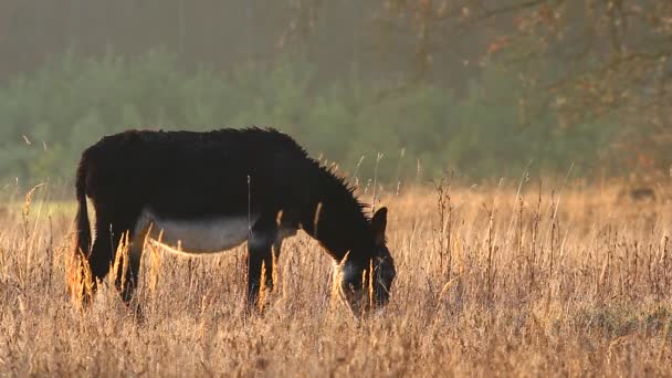 Burro em um campo em dia ensolarado, série natureza — Vídeo de Stock