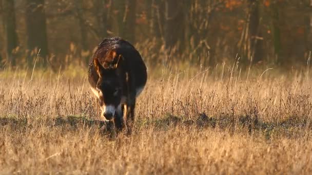 Burro en un campo en día soleado, serie de la naturaleza — Vídeos de Stock