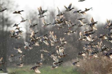 görüntü doğa serisi
