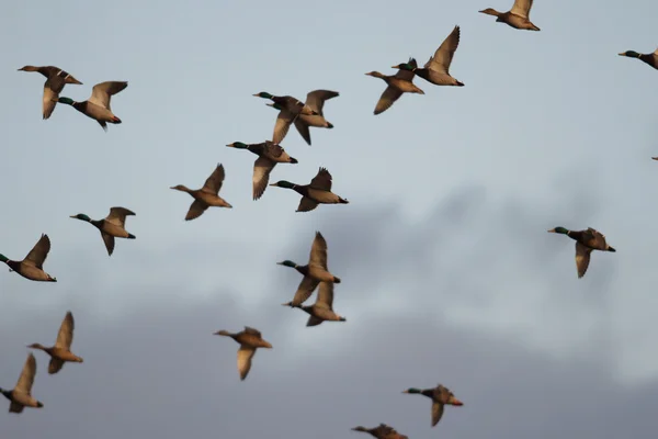 Imagem da série natureza — Fotografia de Stock