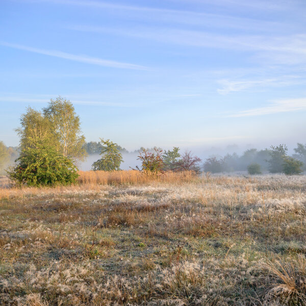 изображение из серии Nature
