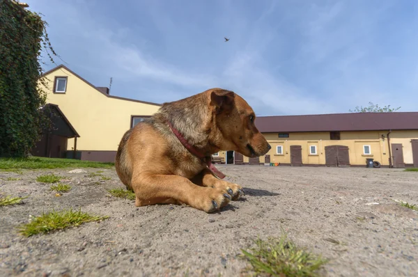 Obraz z serii natura — Zdjęcie stockowe