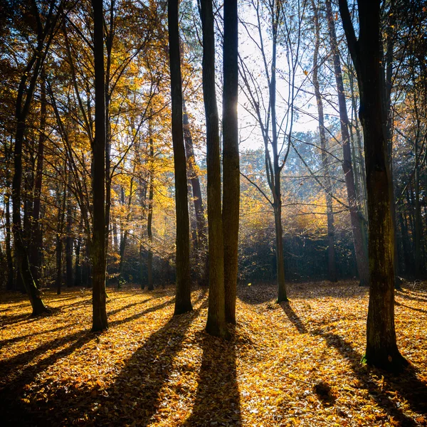 Imagen de la serie naturaleza — Foto de Stock