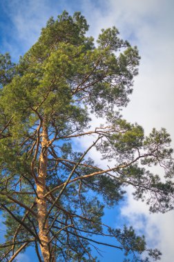 görüntü doğa serisi