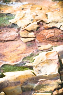 görüntü doğa serisi