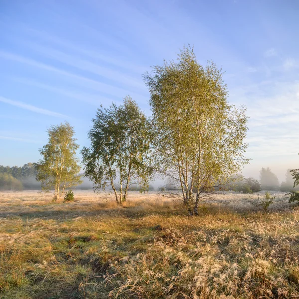 Image from nature series — Stock Photo, Image