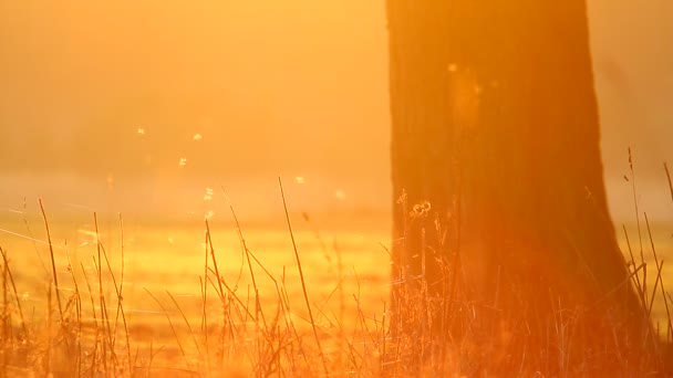 Insecten, natuur-serie — Stockvideo