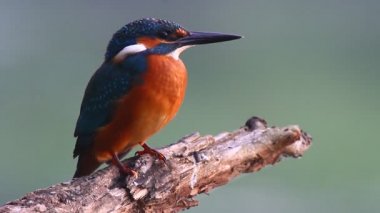 Doğal ortamdaki vahşi kuş, doğa serisi.