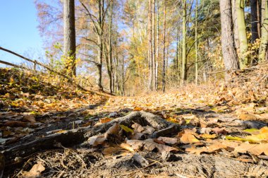 görüntü doğa serisi