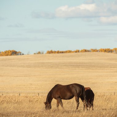 görüntü doğa serisi