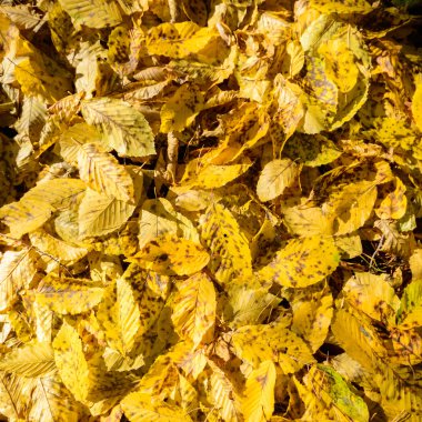 görüntü doğa serisi