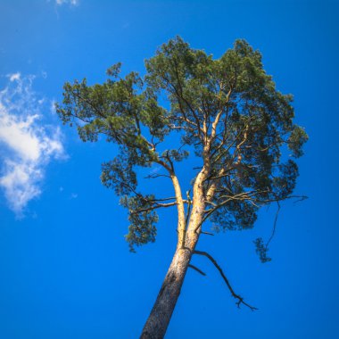 görüntü doğa serisi