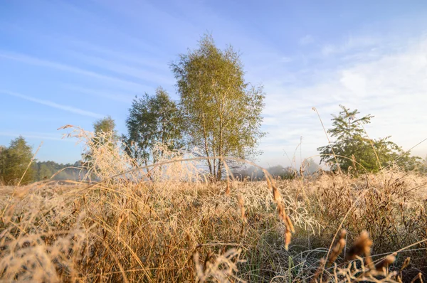 Obraz z serii natura — Zdjęcie stockowe