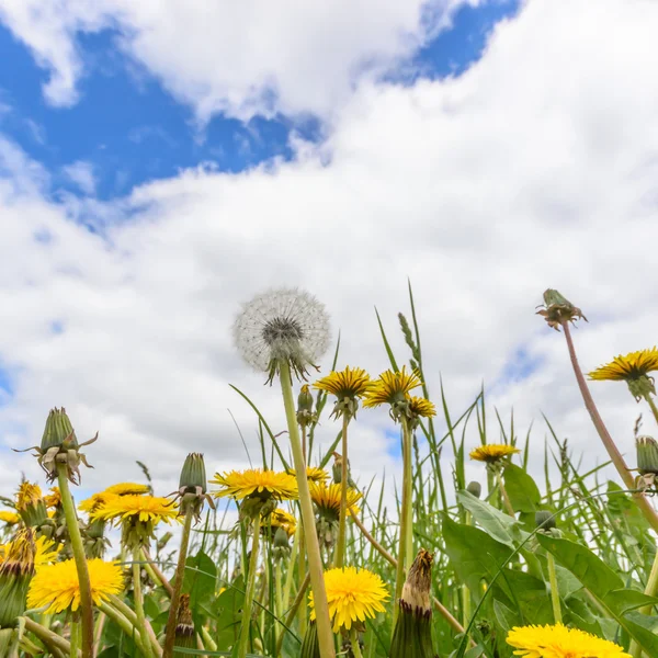 Bild från naturen-serien — Stockfoto