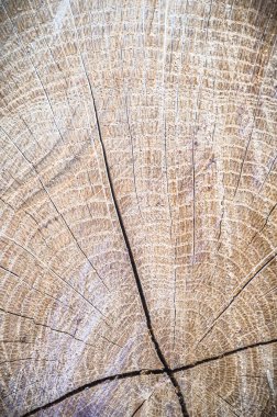 görüntü doğa serisi