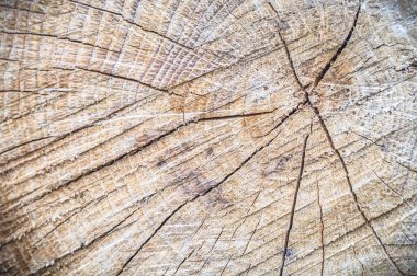 görüntü doğa serisi