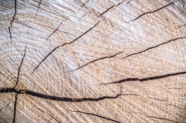 görüntü doğa serisi