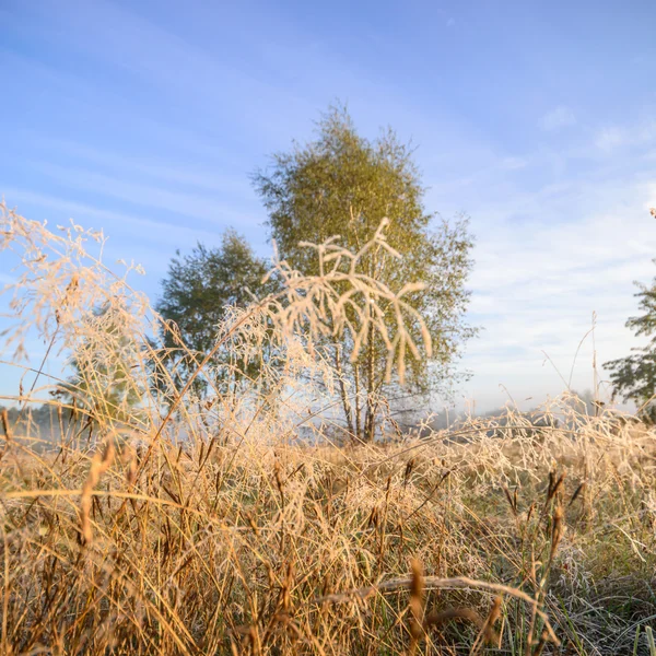 Bild aus der Natur-Serie — Stockfoto