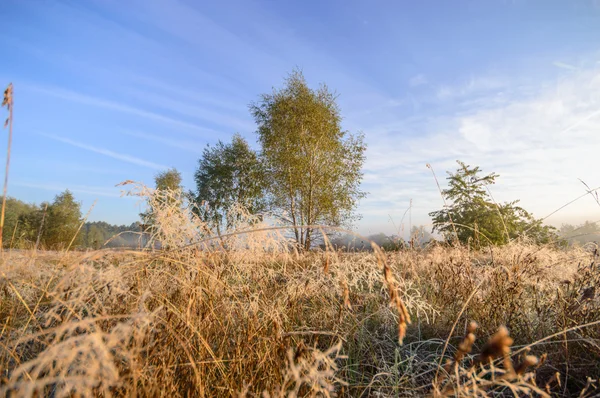 Immagine dalla serie natura — Foto Stock