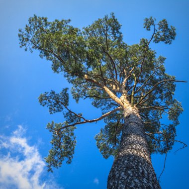 görüntü doğa serisi