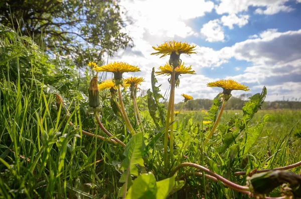 Bild aus der Natur-Serie — Stockfoto