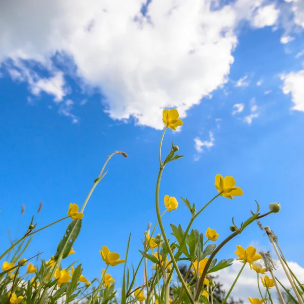 Bild från naturen-serien — Stockfoto