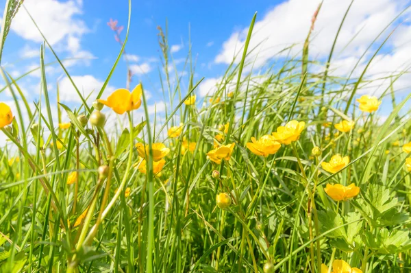 Immagine dalla serie natura — Foto Stock