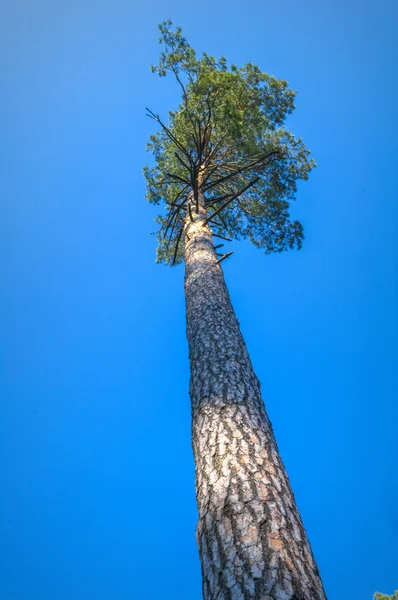 Immagine dalla serie natura — Foto Stock