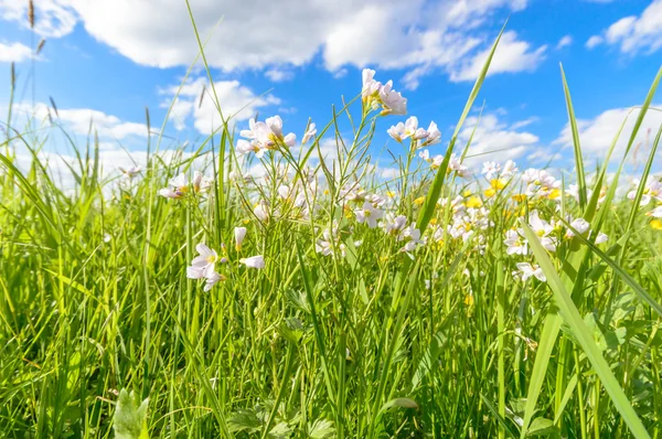 Beeld uit natuur-serie — Stockfoto