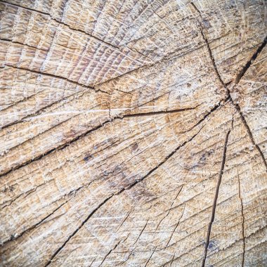 görüntü doğa serisi