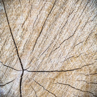 görüntü doğa serisi