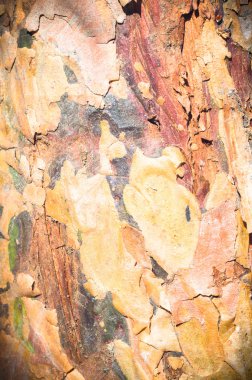 görüntü doğa serisi