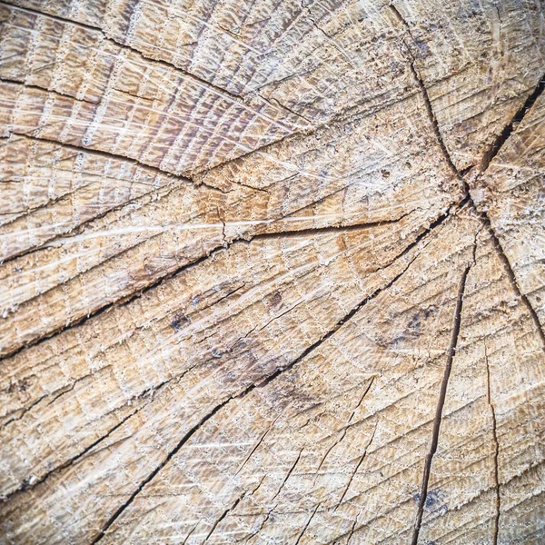 Imagem da série natureza — Fotografia de Stock