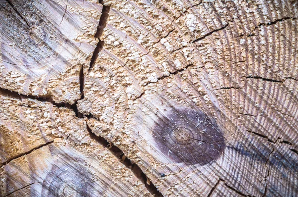 Imagem da série natureza — Fotografia de Stock