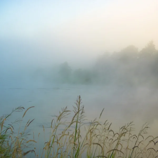 Immagine dalla serie natura — Foto Stock