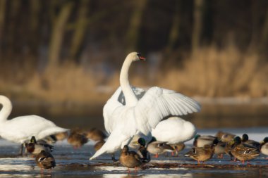 görüntü doğa serisi