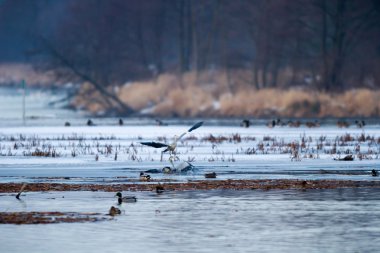 görüntü doğa serisi