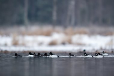 görüntü doğa serisi