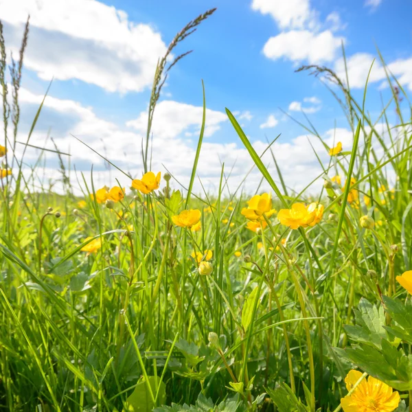 Immagine dalla serie natura — Foto Stock