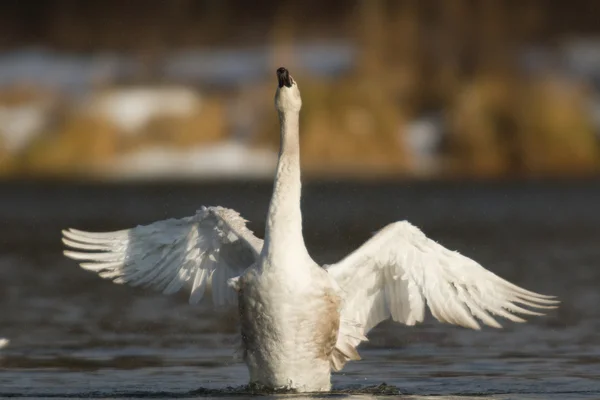 Bild från naturen-serien — Stockfoto