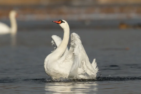 Bild från naturen-serien — Stockfoto