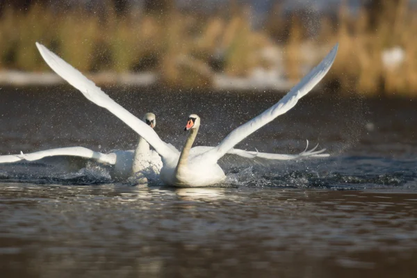 Bild från naturen-serien — Stockfoto