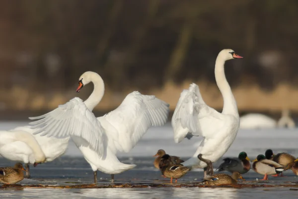 Beeld uit natuur-serie — Stockfoto