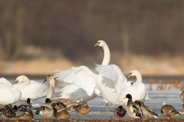 Obraz z serii natura — Zdjęcie stockowe