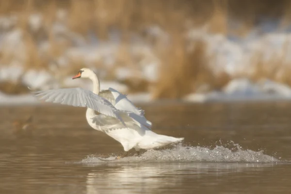 Bild från naturen-serien — Stockfoto