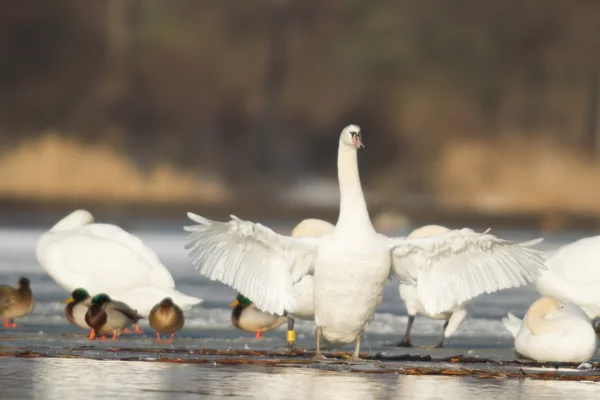 Bild från naturen-serien — Stockfoto