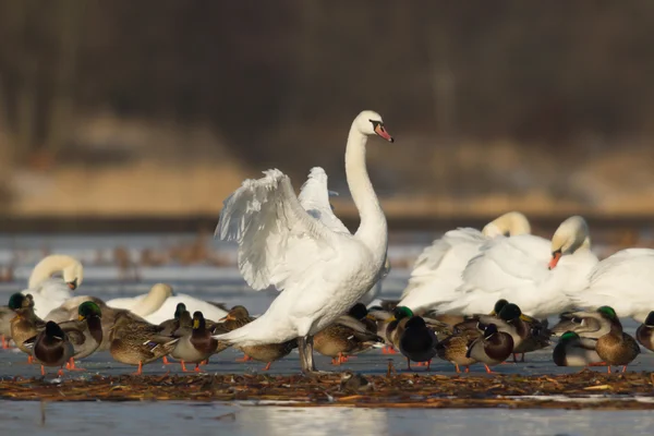 Beeld uit natuur-serie — Stockfoto