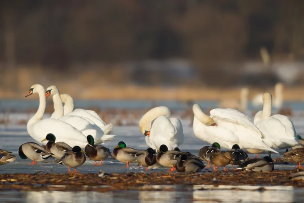 Obraz z serii natura — Zdjęcie stockowe