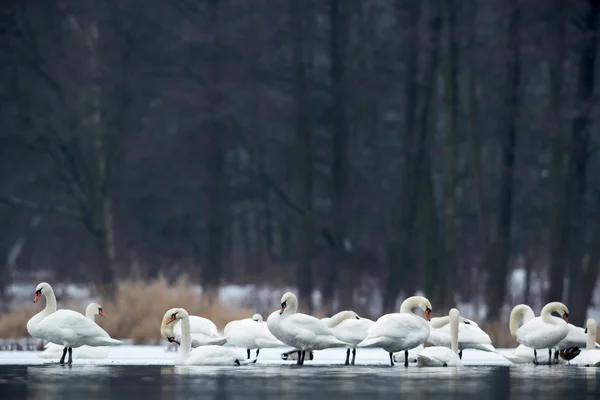 Immagine dalla serie natura — Foto Stock